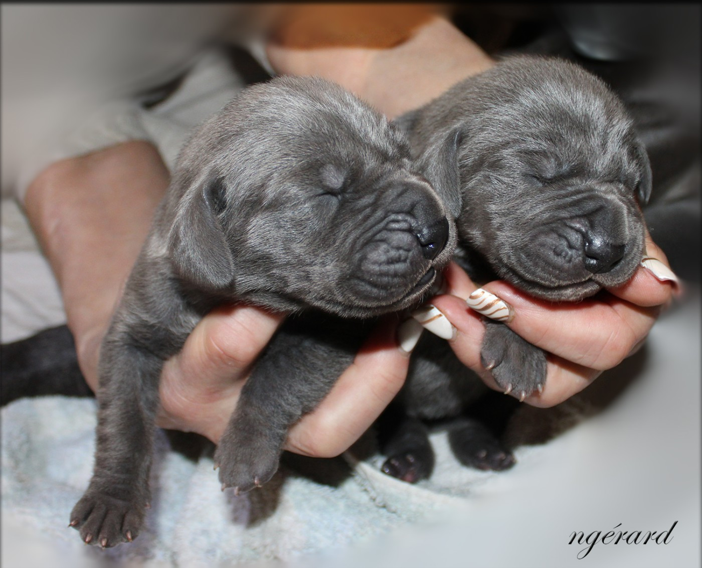 d'Attendal du Pins - Chiots disponibles - Dogue allemand
