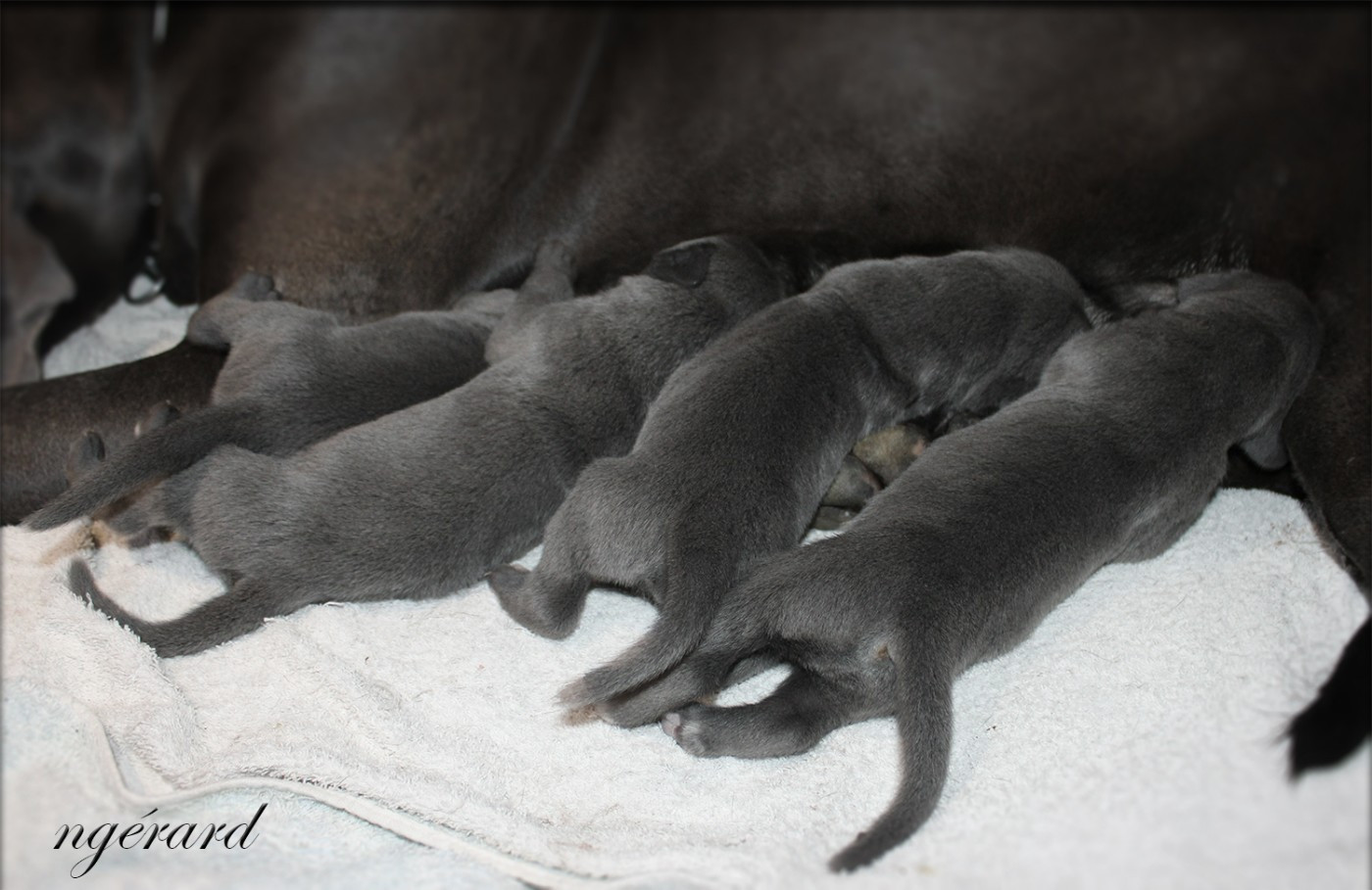 Chiot Dogue allemand d'Attendal du Pins