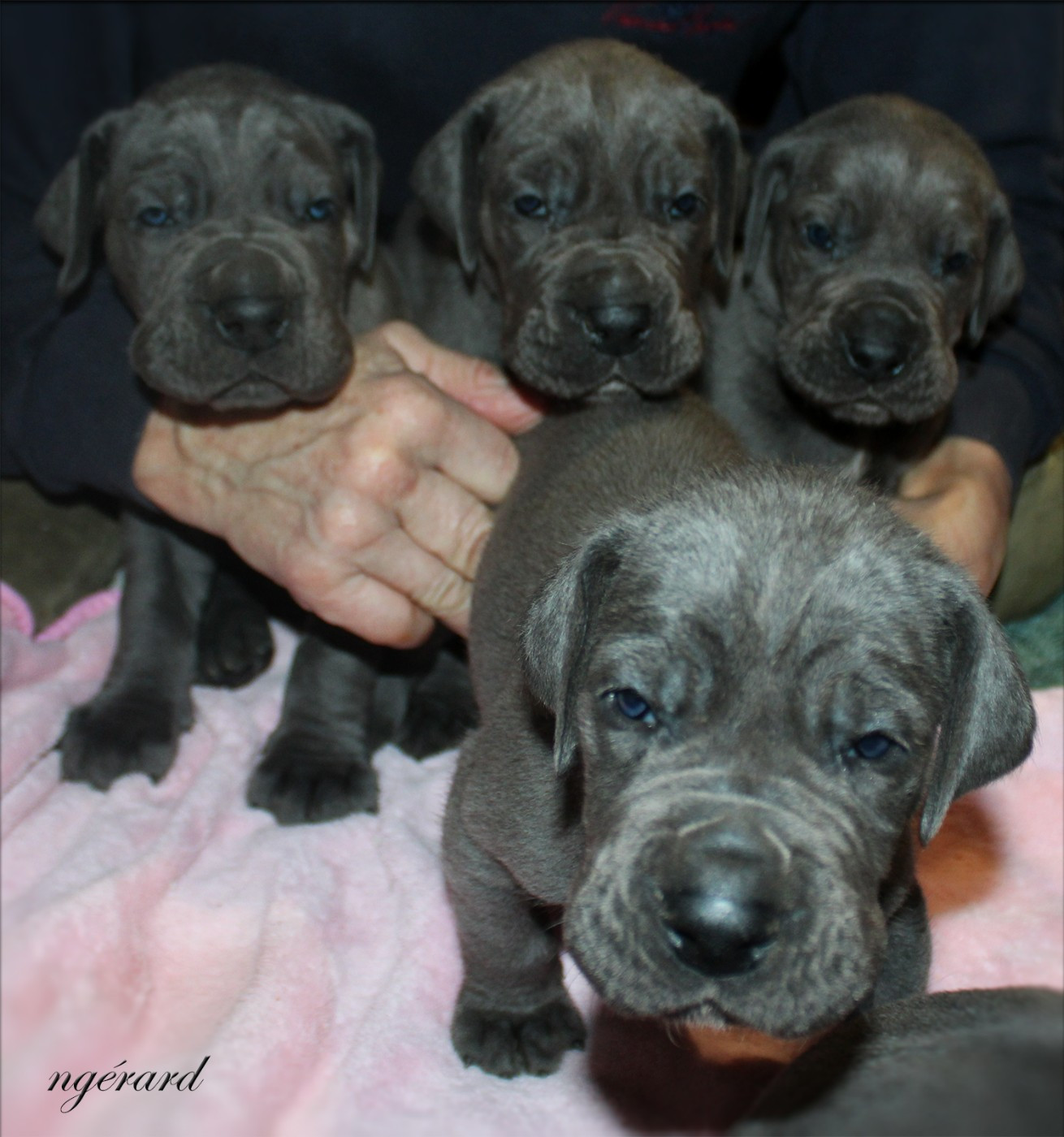 d'Attendal du Pins - Dogue allemand - Portée née le 31/12/2025