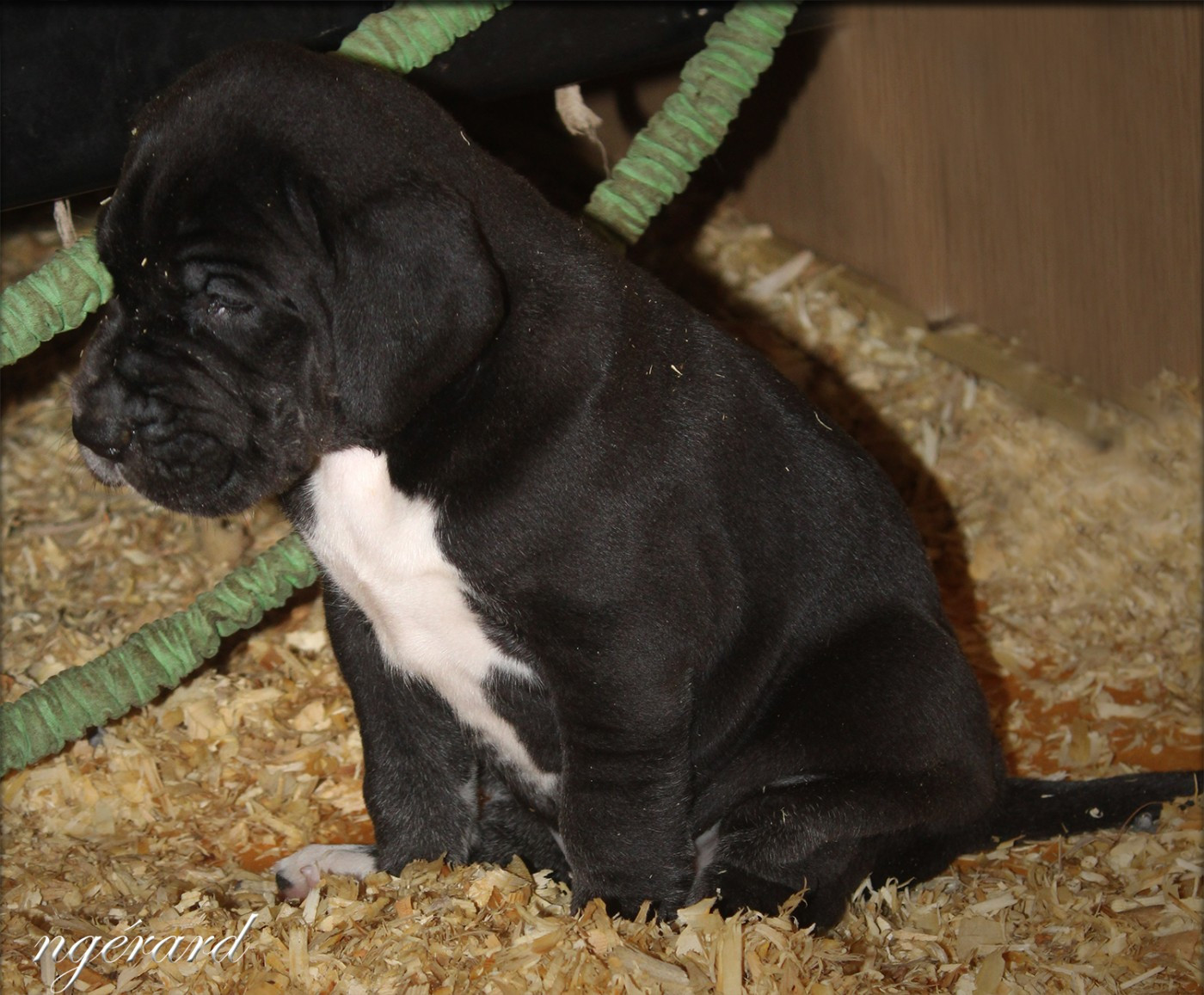 d'Attendal du Pins - Chiots disponibles - Dogue allemand