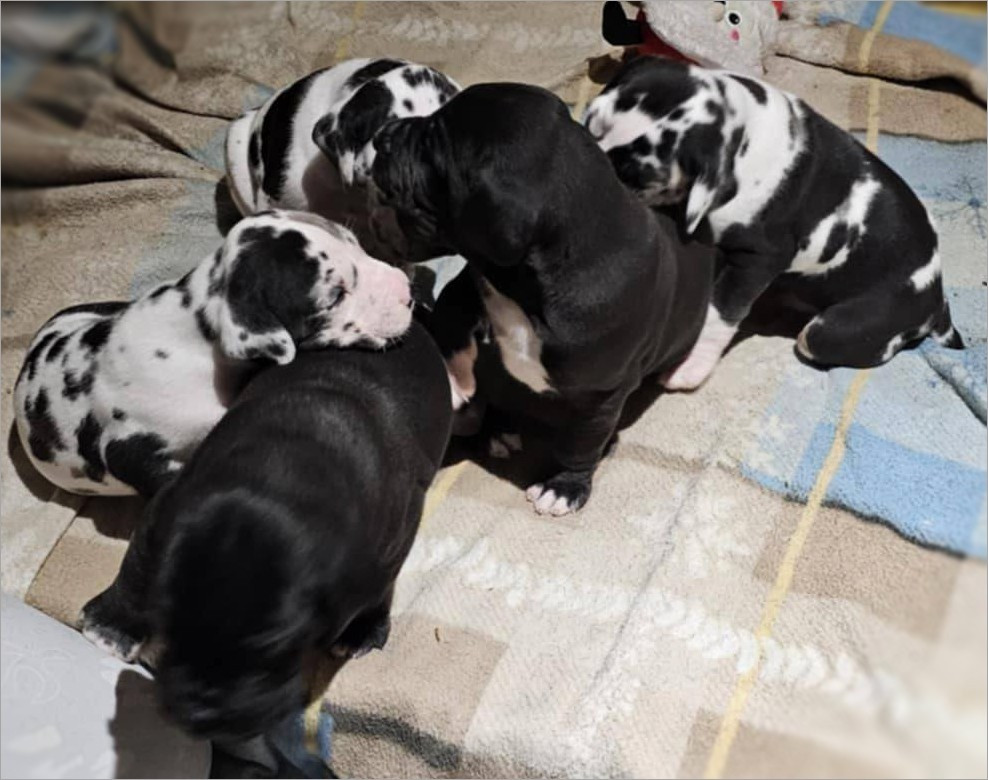 Chiot Dogue allemand d'Attendal du Pins