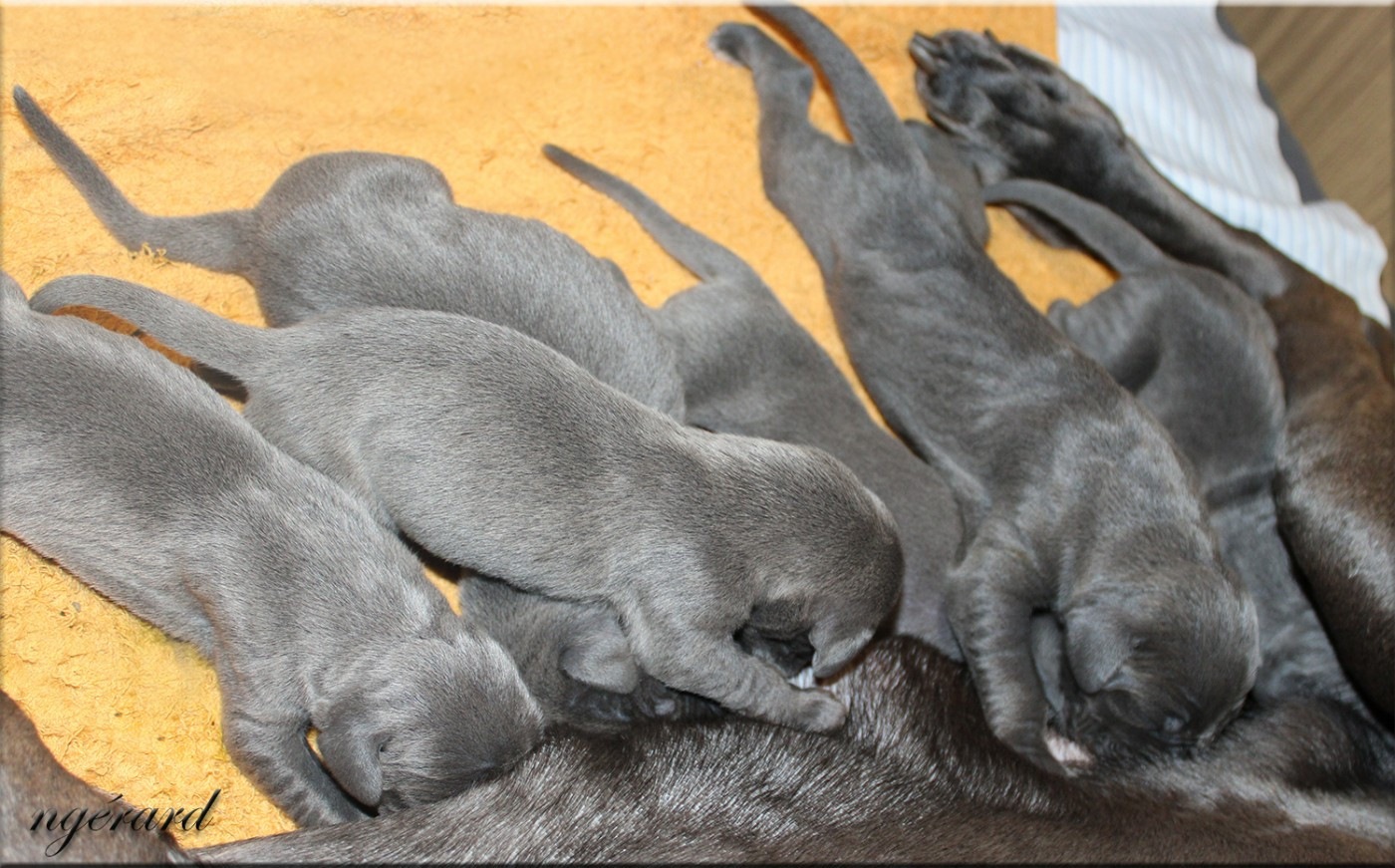 Chiot Dogue allemand d'Attendal du Pins