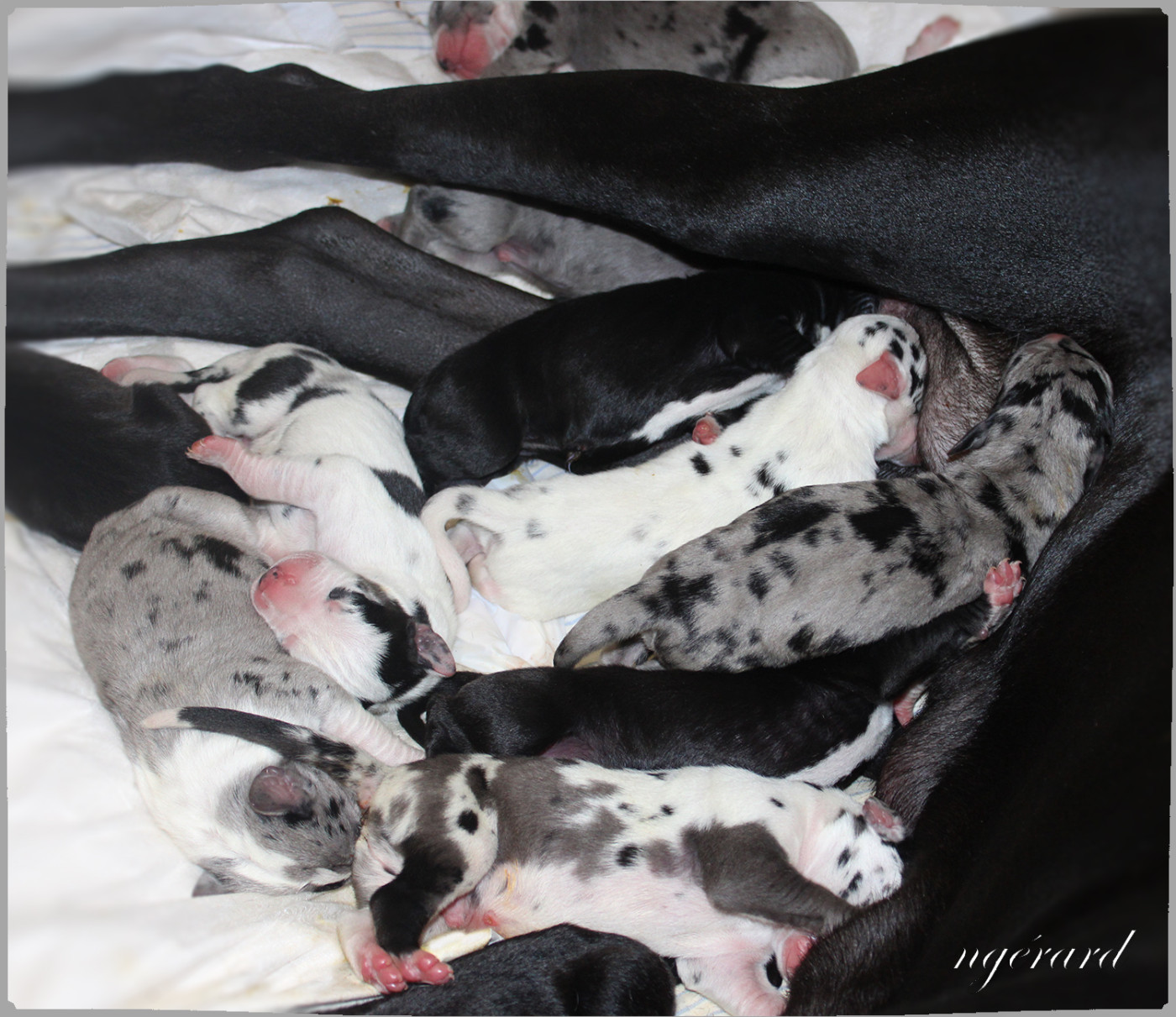 Chiot Dogue allemand d'Attendal du Pins