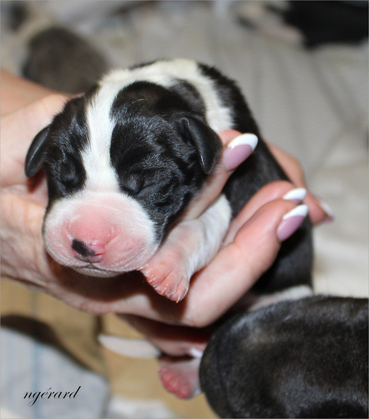 d'Attendal du Pins - Chiots disponibles - Dogue allemand