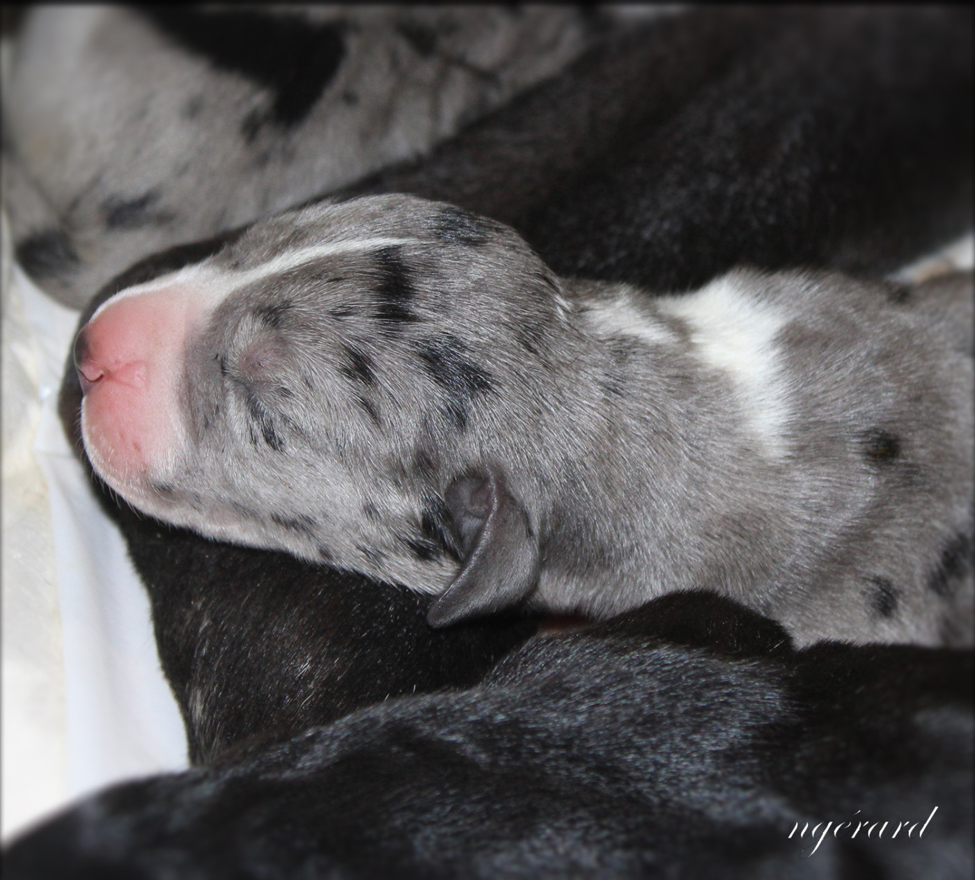 d'Attendal du Pins - Chiots disponibles - Dogue allemand