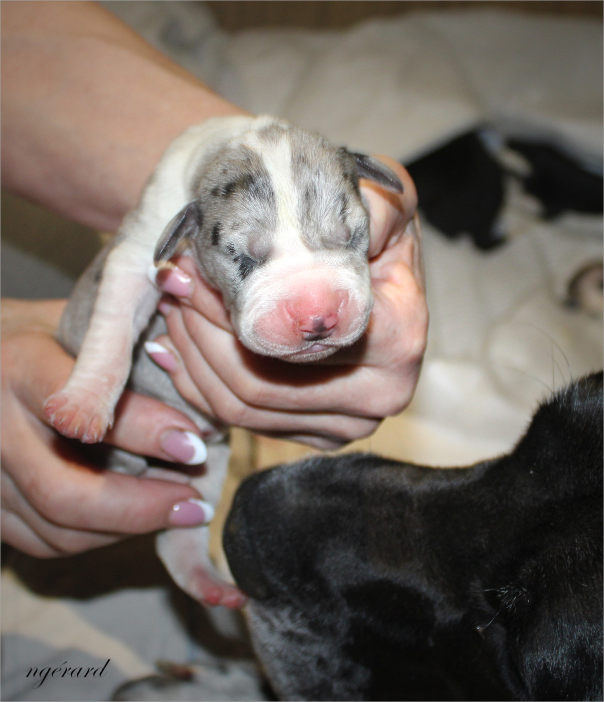 d'Attendal du Pins - Chiots disponibles - Dogue allemand