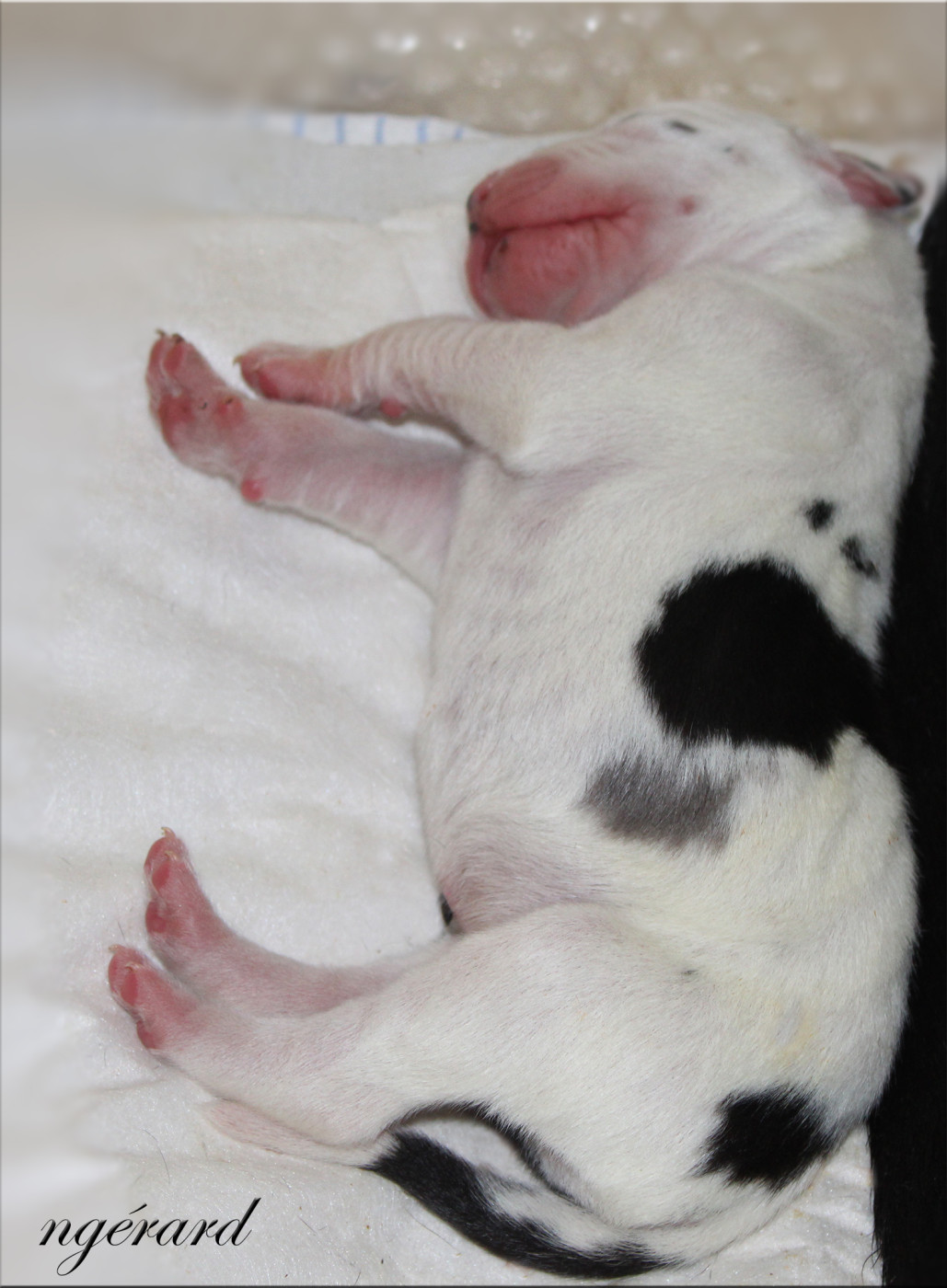 d'Attendal du Pins - Chiots disponibles - Dogue allemand