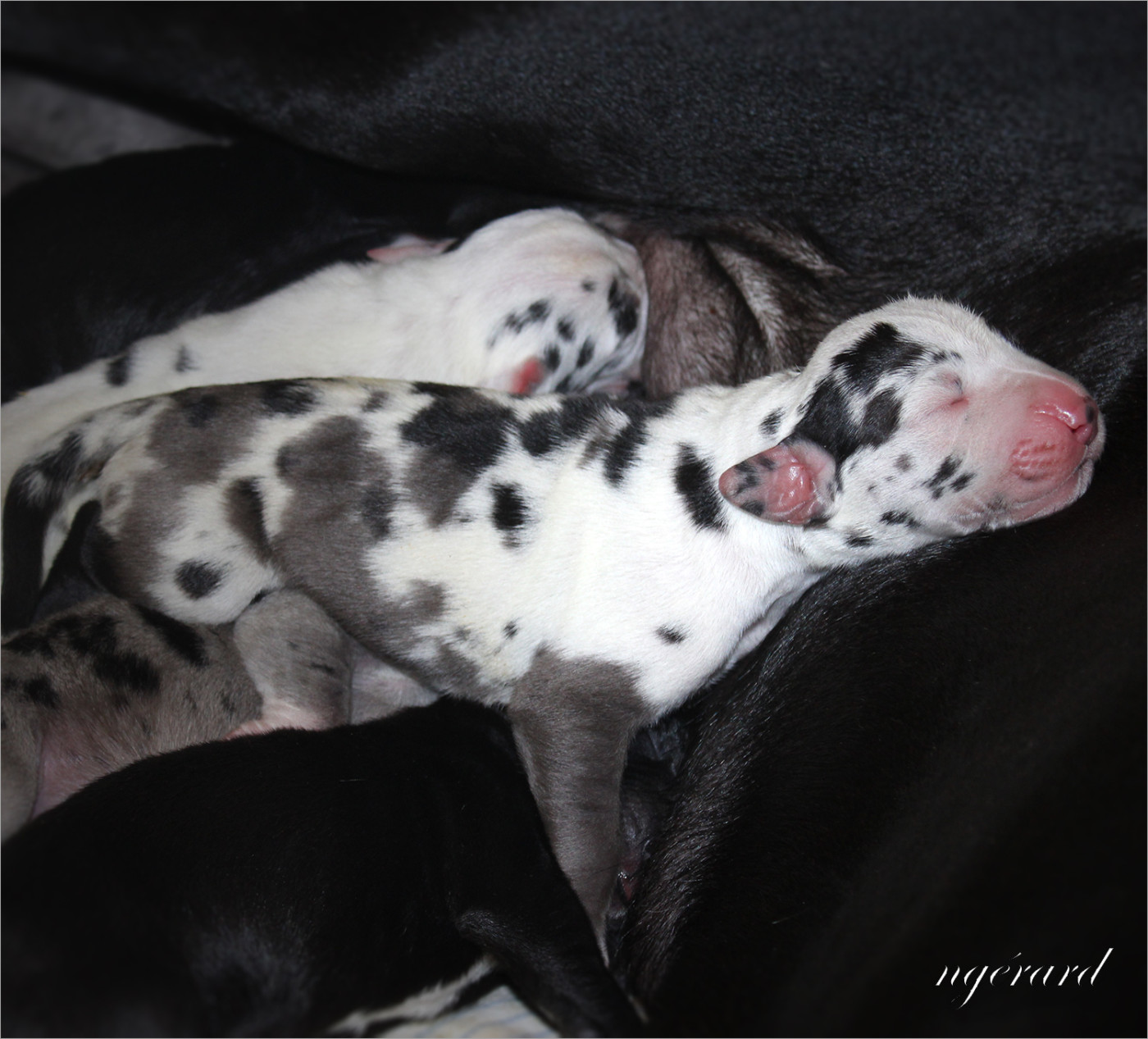 d'Attendal du Pins - Chiots disponibles - Dogue allemand