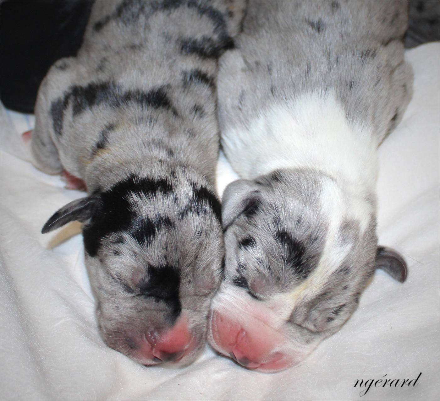 d'Attendal du Pins - Chiots disponibles - Dogue allemand