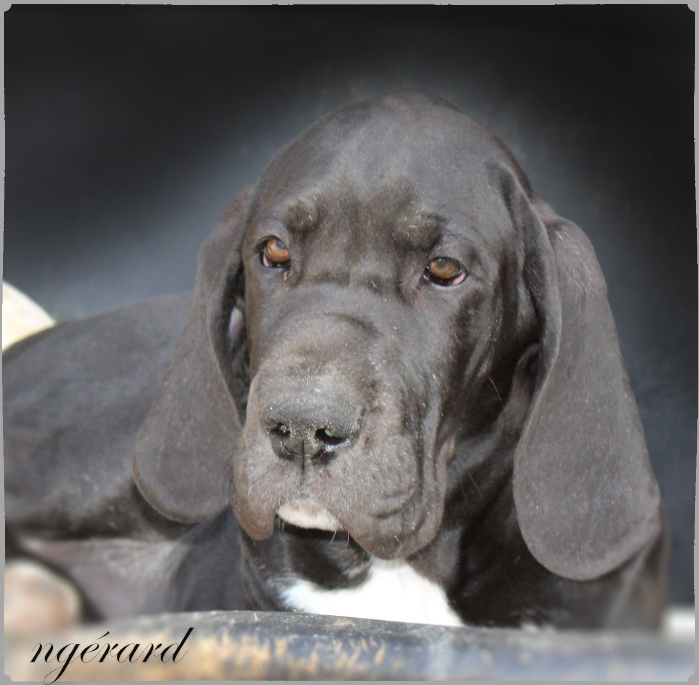 d'Attendal du Pins - Chiots disponibles - Dogue allemand