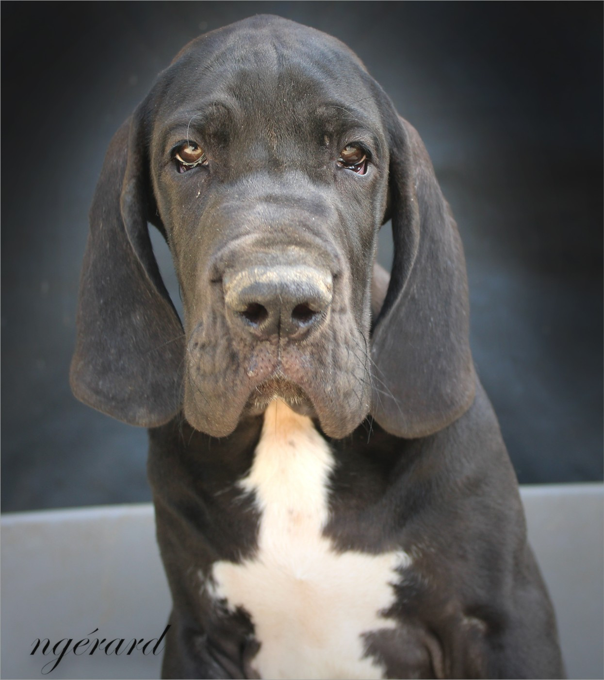 d'Attendal du Pins - Chiots disponibles - Dogue allemand