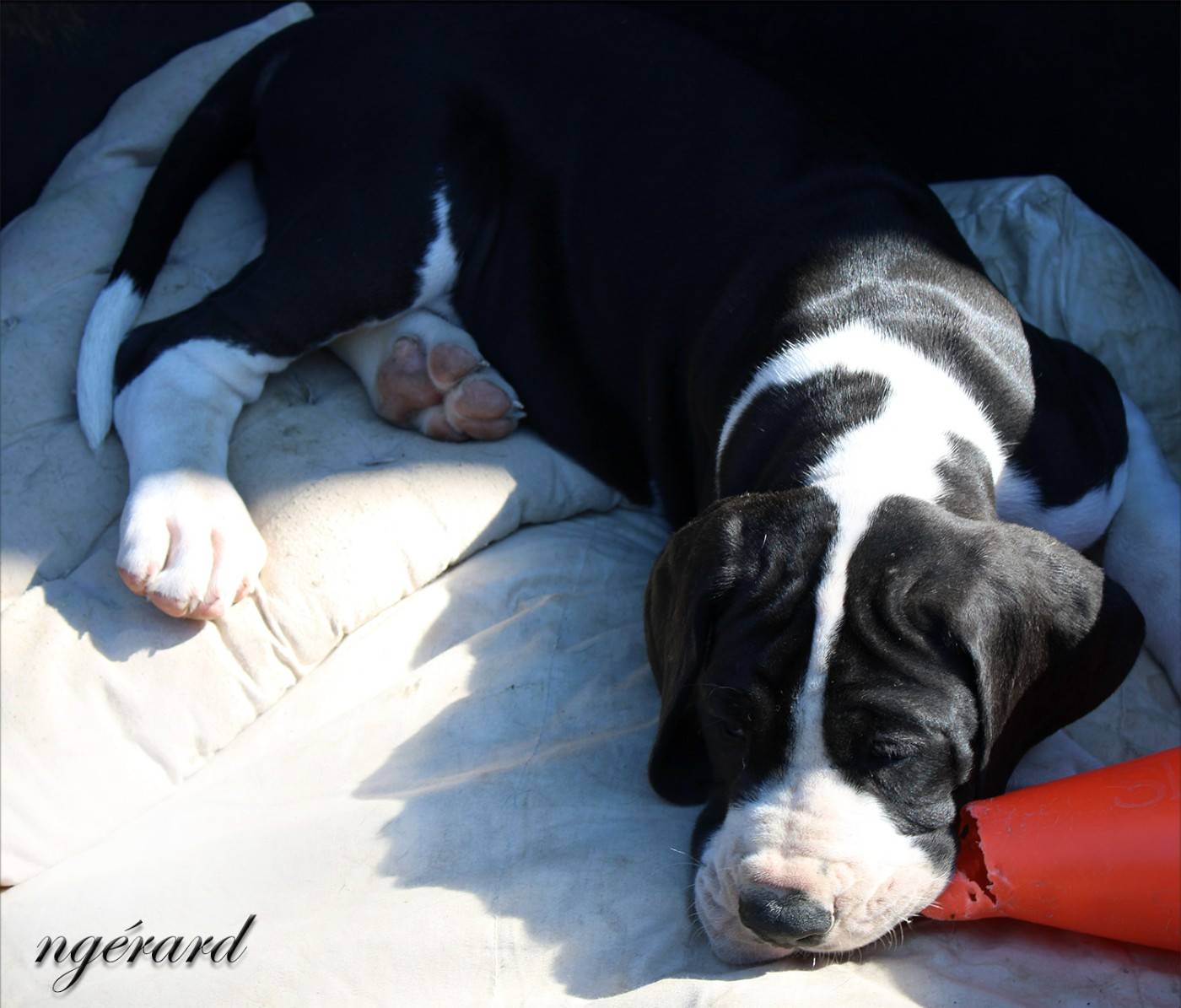 d'Attendal du Pins - Chiots disponibles - Dogue allemand