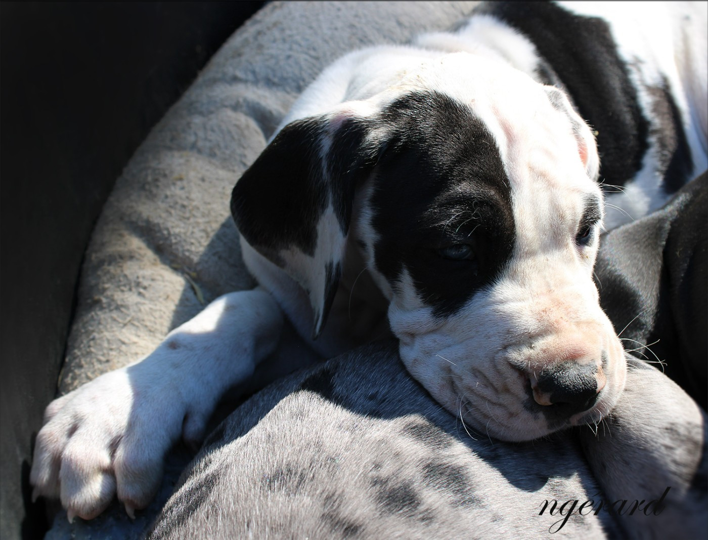 d'Attendal du Pins - Chiots disponibles - Dogue allemand