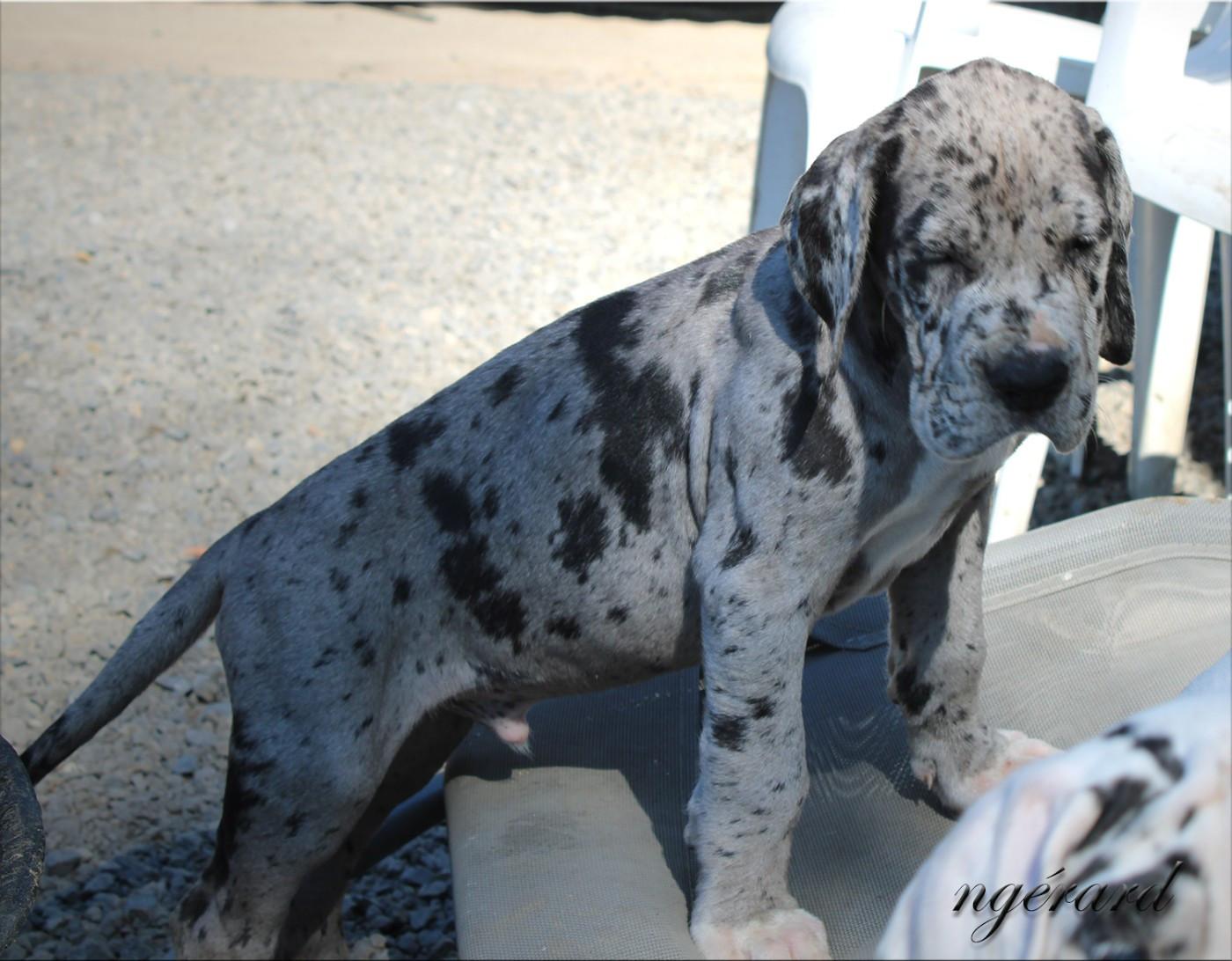d'Attendal du Pins - Chiots disponibles - Dogue allemand