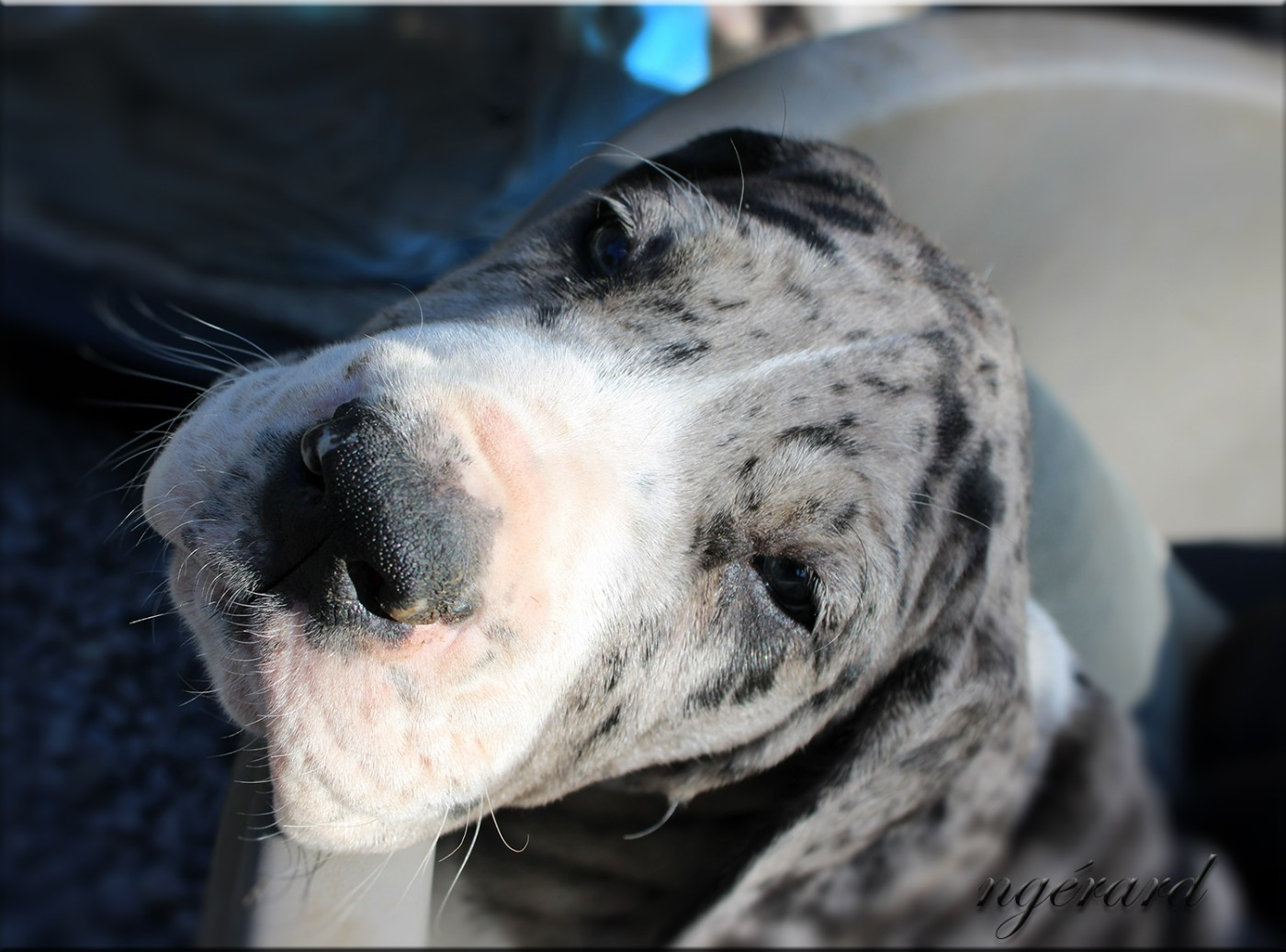 d'Attendal du Pins - Chiots disponibles - Dogue allemand