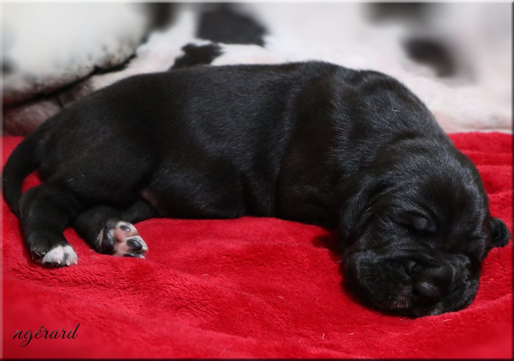 d'Attendal du Pins - Chiots disponibles - Dogue allemand