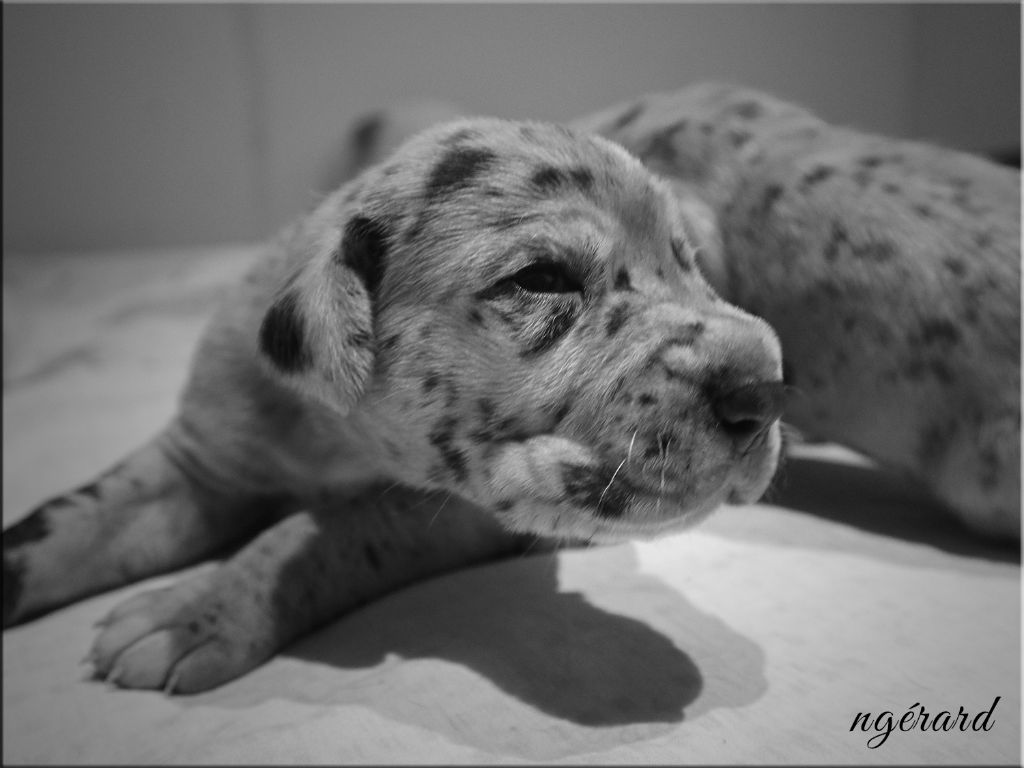 d'Attendal du Pins - Chiots disponibles - Dogue allemand