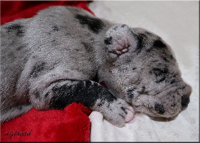 CHIOT 1