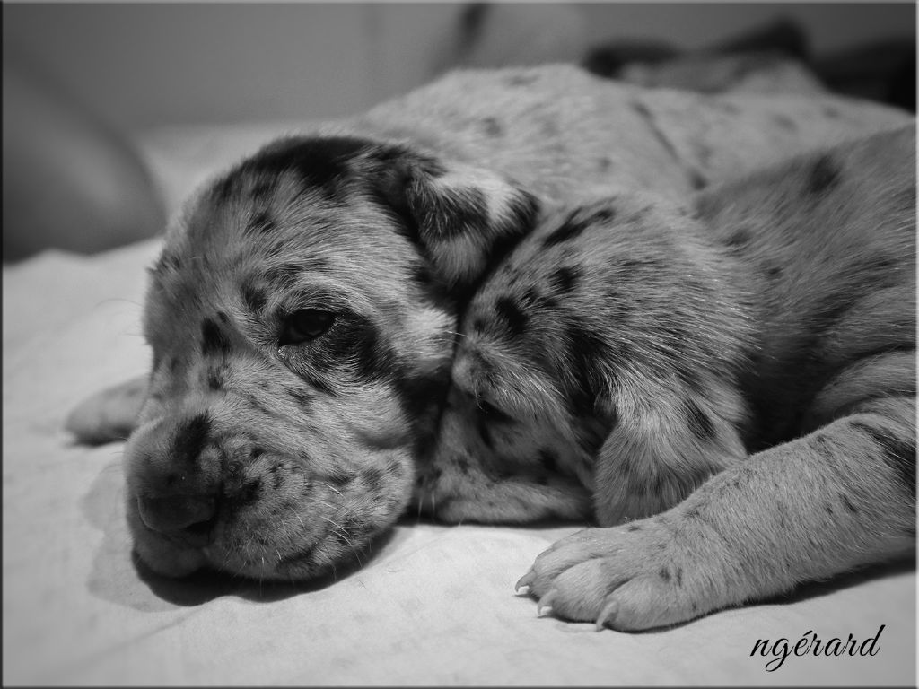 d'Attendal du Pins - Chiots disponibles - Dogue allemand