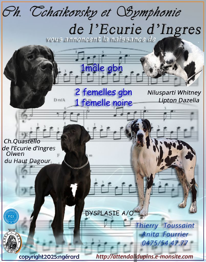 Chiot Dogue allemand d'Attendal du Pins